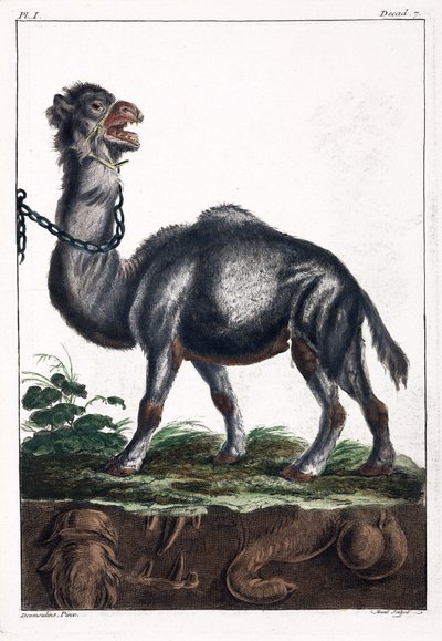 Dromedary by Unbekannt