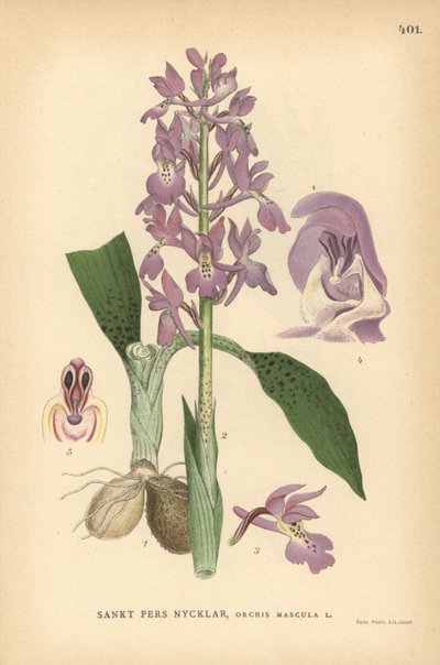 Early Purple Orchid, Orchis Mascula by Unbekannter Künstler
