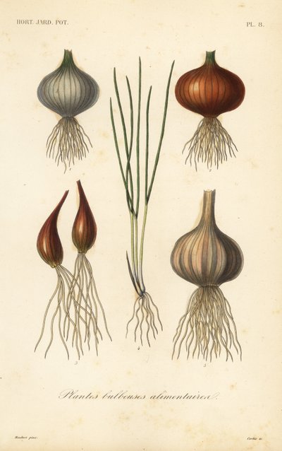 Edible bulbous plants by Unbekannt