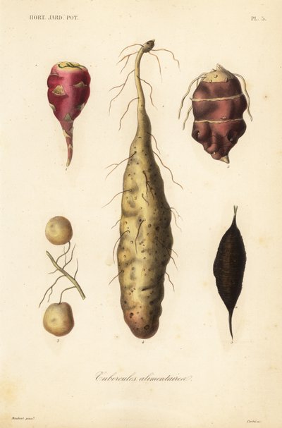 Edible tubers by Unbekannt