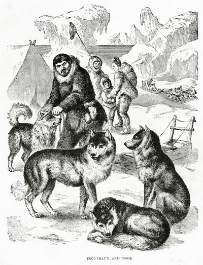 Esquimaux and Dogs. 1902 by Unbekannt