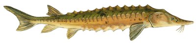 Lake sturgeon (Acipenser fulvescens) by Unbekannter Künstler