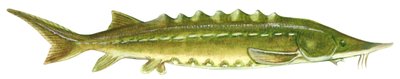Atlantic sturgeon (Acipenser oxyrinchus) by Unbekannter Künstler