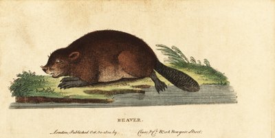 Eurasian beaver, Castor fiber by Unbekannter Künstler