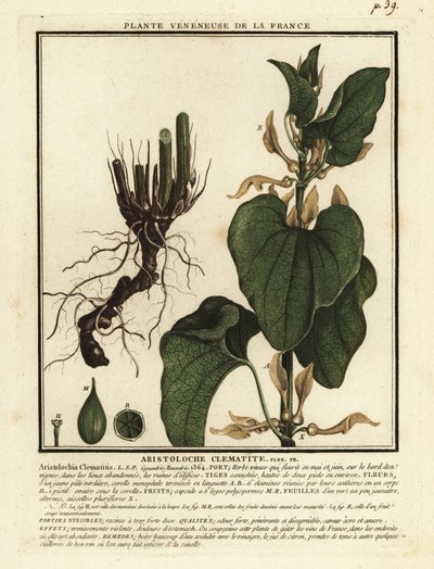 European Birthwort, Aristolochia Clematitis by Unbekannter Künstler