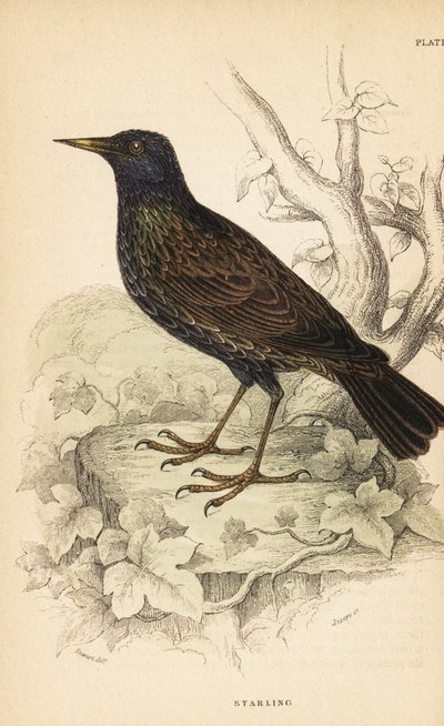 European starling by Unbekannter Künstler