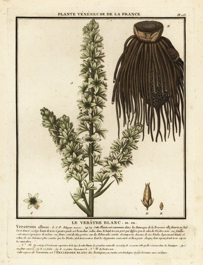 European white hellebore, Veratrum album by Unbekannter Künstler