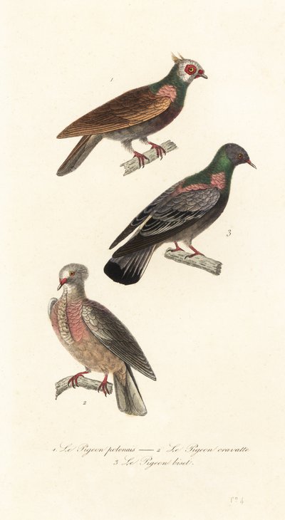 Fancy pigeon breeds by Unbekannter Künstler