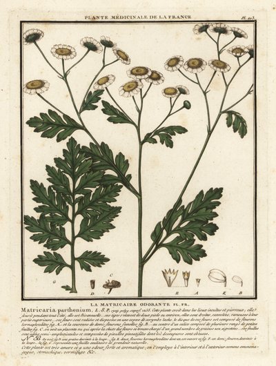 Feverfew, Tanacetum Parthenium by Unbekannter Künstler