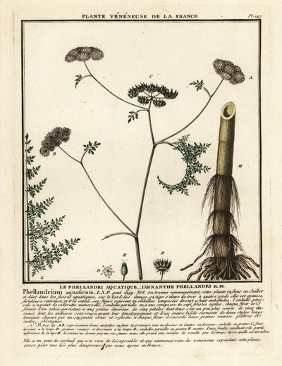 Fineleaf Water Dropwort, Oenanthe Aquatica by Unbekannter Künstler