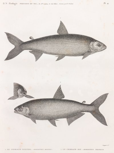 Fish: The Characin by Unbekannt