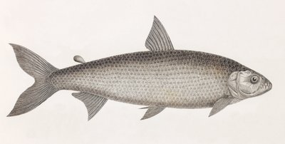 Fish: Characin by Unbekannt