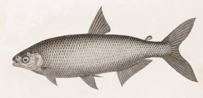 Fish: Characin by Unbekannt