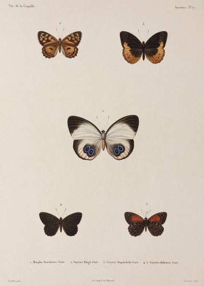 Five Butterflies, New Guinea by Unbekannt