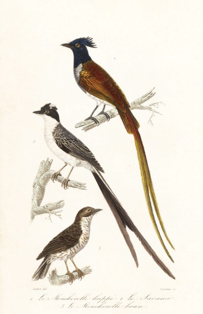 Flycatchers and Caribbean elaenia by Unbekannter Künstler