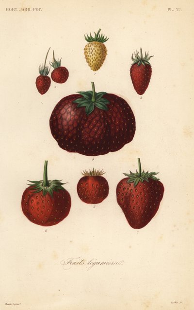 Fruits by Unbekannt