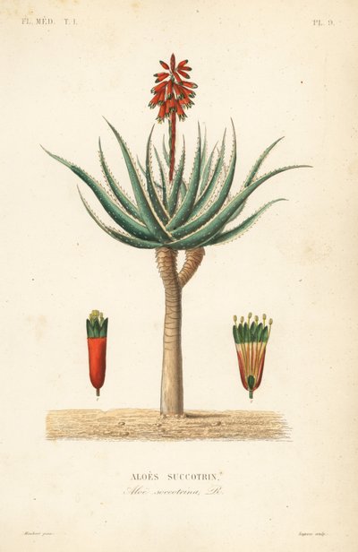Fynbos aloe by Unbekannt