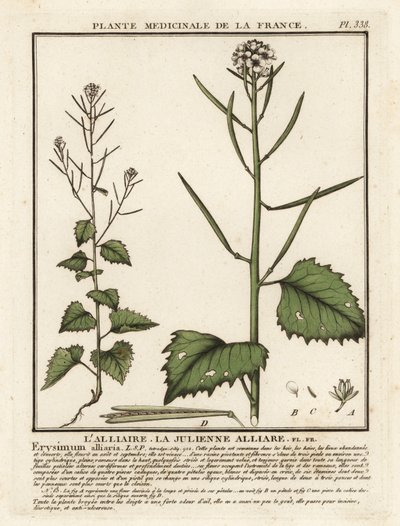 Garlic mustard, Alliaria petiolata by Unbekannter Künstler