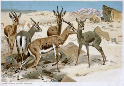 Gazelles, Early 20th Century by Unbekannter Künstler