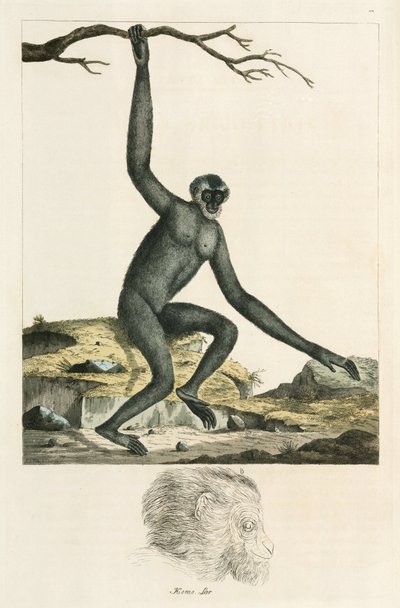 Gibbon by Unbekannter Künstler