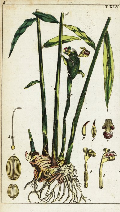 Ginger plant and root, Zingiber officinale by Unbekannter Künstler