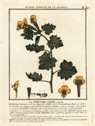 Golden Henbane, Hyoscymus Aureus by Unbekannter Künstler