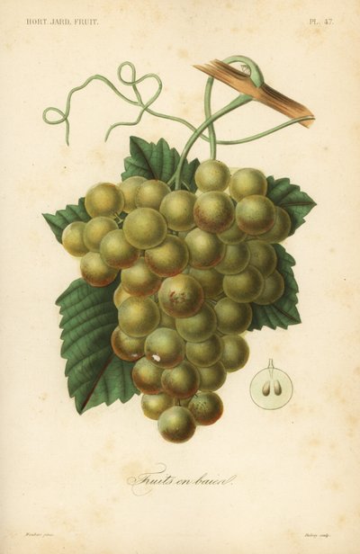 Grapes, Vitis vinifera by Unbekannt