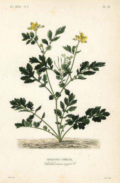 Greater celandine by Unbekannt