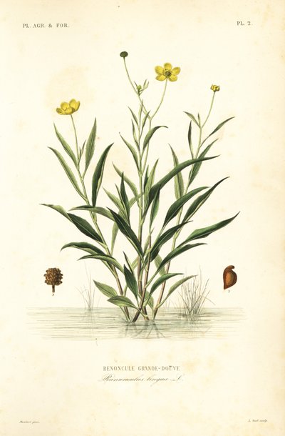 Greater spearwort by Unbekannt