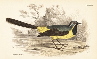 Grey wagtail by Unbekannter Künstler