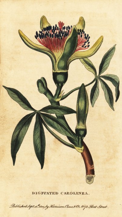 Guiana Chestnut, Pachira aquatica, 1800 (engraving) by Unbekannter Künstler