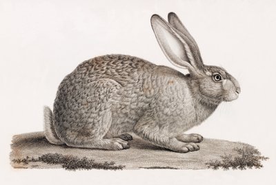 Hare from Egypt by Unbekannt
