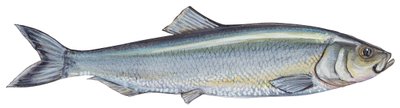 Atlantic herring (Clupea harengus) by Unbekannter Künstler