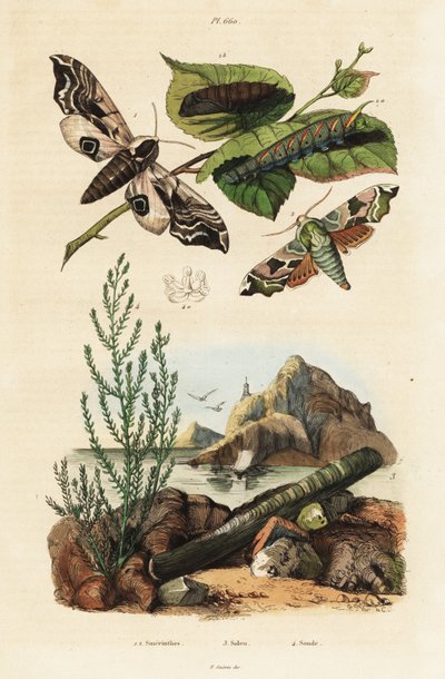 Hawk-moth, razor shell and seablite by Unbekannter Künstler