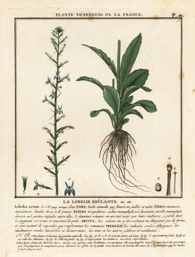 Heath lobelia, Lobelia urens by Unbekannter Künstler