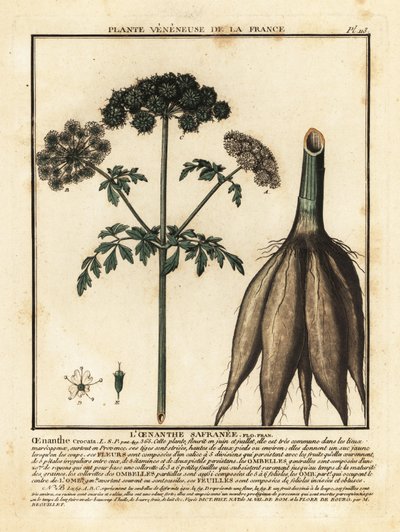 Hemlock Water-Dropwort, Oenanthe Crocata by Unbekannter Künstler