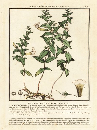 Herb of Grace, Gratiola Officinalis by Unbekannter Künstler