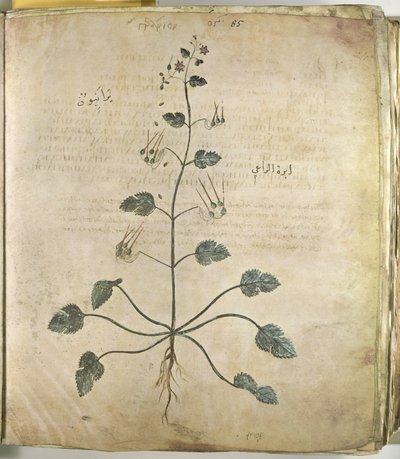 Herbals Crane
