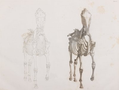 Horse Skeleton, front view by Unbekannt