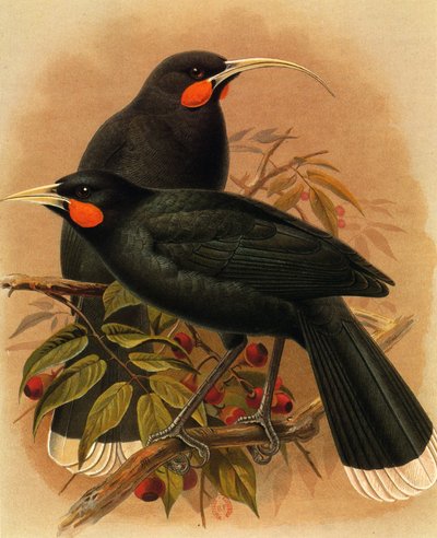 Illustration of Heteralocha acutirostris (Huia) by Unbekannt