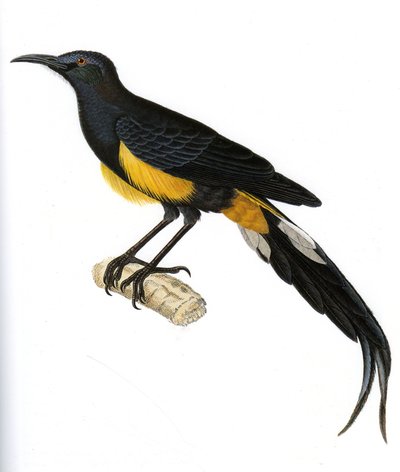 Illustration of Moho nobilis, Moho Hawai by Unbekannt