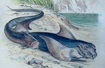 Illustration of a Chimaera (Hydrolagus colliei) by Unbekannter Künstler