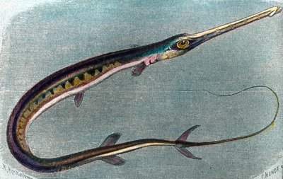 Illustration of a Swordfish by Unbekannter Künstler