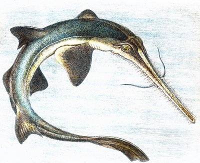 Illustration of a Swordfish by Unbekannter Künstler