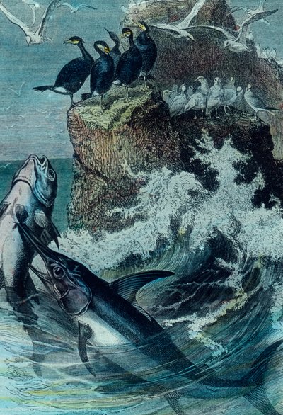 Illustration of a Tuna by Unbekannter Künstler