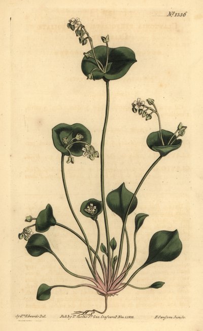 Indian Lettuce, Perfoliate Claytonia, Claytonia Perfoliata by Unbekannt