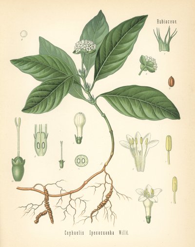 Ipecacuanha, Carapichea ipecacuanha (Cephaelis ipecacuanha). Chromolithograph after a botanical illustration from Hermann Adolph Koehler