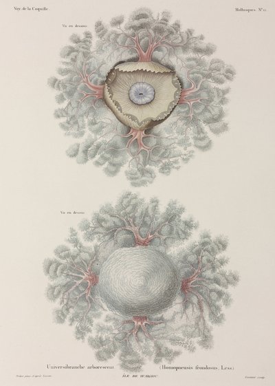 Jellyfish, Indonesia by Unbekannter Künstler