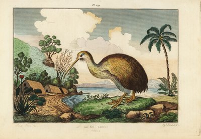Kiwi bird by Unbekannt