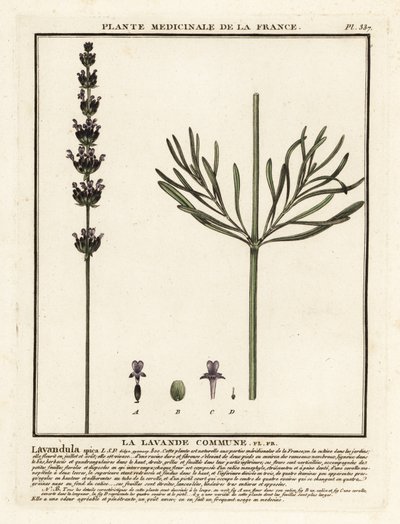 Lavender, Lavandula angustifolia by Unbekannter Künstler